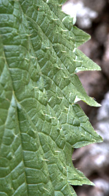 Closeup of spines on leaves of mountain nettle, <em>Urtica gracilenta</em>.
